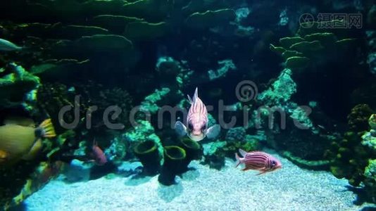 不同种类的小彩鱼在水族馆游泳视频