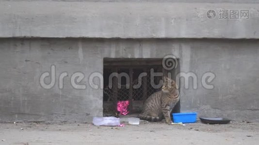 无家可归的流浪猫坐在墙上视频