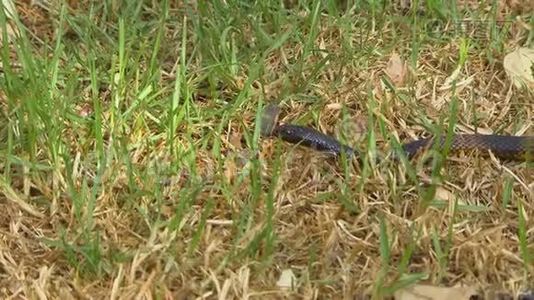 一条蛇在草地上转弯视频