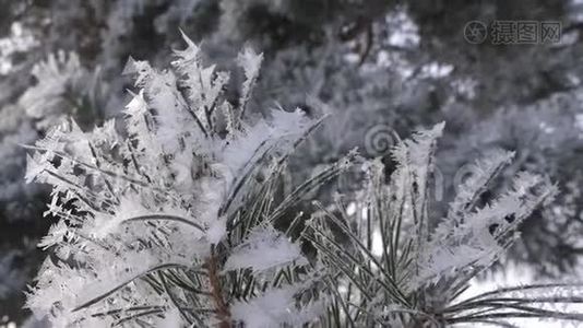 美丽的绿色云杉针覆盖着海霜。 雪中的冬季森林。 在冬天的公园里有一个很强的视频