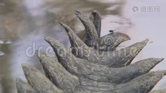 咸水鳄鱼的尾巴部分在水中视频