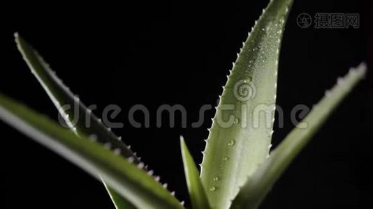 黑色背景下的芦荟植物视频