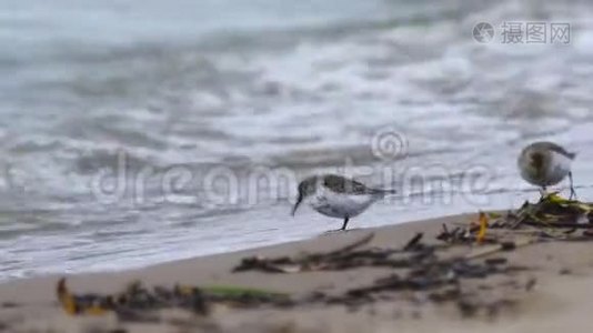 鸟类-年轻的Dunlins Calidrisalpina沿着沙质海岸散步，找到食物并吃掉它视频