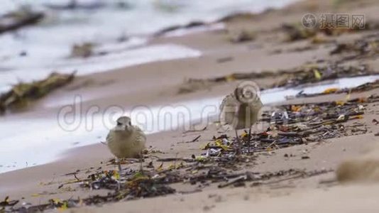 小鸟-年轻的灰球雨生砂眼和年轻的杆尾戈德维特利摩萨拉波尼卡走在沙滩上视频