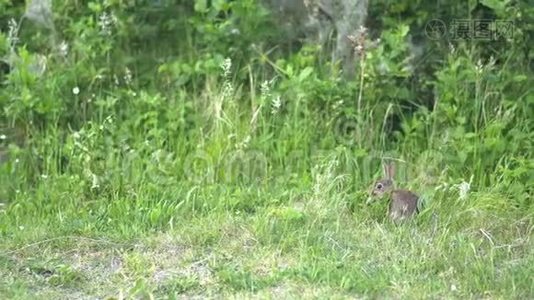 兔子在草地上吃东西视频