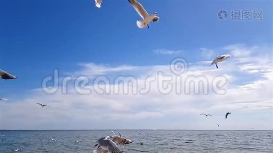 海滩上的鸟视频