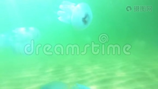 绿色背景下的美杜莎水母。视频