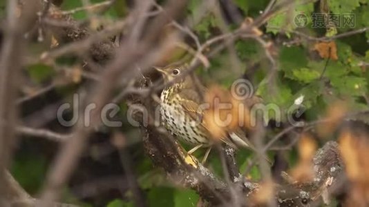 一只鸟-歌-画眉-Turdus-Philomelos坐着躲在灌木丛中视频