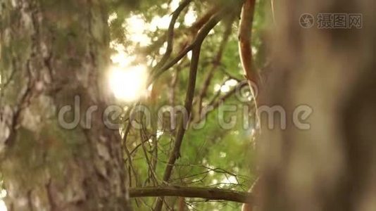 阳光透过森林中的松树照耀视频