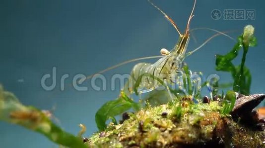 可爱有趣的动物棕榈线虫，咸水岩池虾在黑海海洋生物群落水族馆寻找食物视频