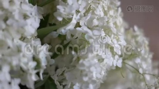 房间里特写一片白色紫丁香令人难以置信的花瓣..视频
