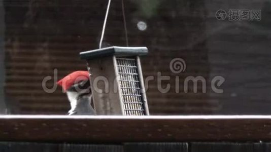 红头啄木鸟在院子里吃饲料，头露出来视频