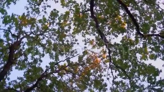仰望森林的树冠，相机旋转视频