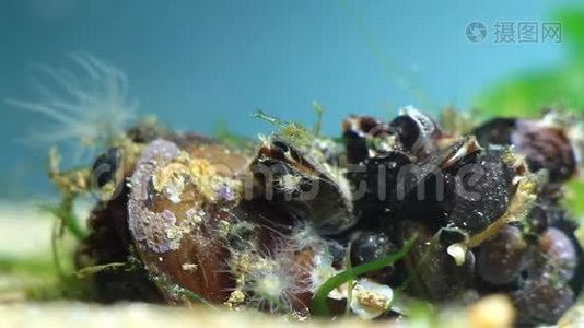 海水水族馆设计细节与海葵，可能是Diadumenelineata，在咸水海洋生物区黑海。视频