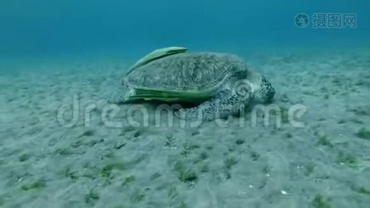 海龟在海底吃海草的龟壳上的三个剩菜。视频