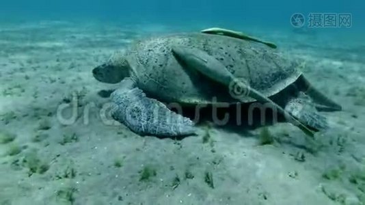雄性大海龟在沙底吃海草，海龟上有两条粘鱼。 绿海龟，切洛尼亚视频