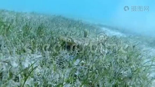 鳄鱼鱼慢慢游过海底，躲在碧绿的海草里.. 鳄鱼鱼或触须扁头，乳突二头肌视频