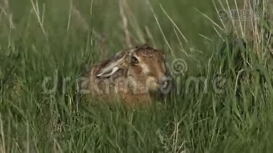 一只令人惊叹的布朗兔，LepusEuropaeus，在英国的一个领域觅食。视频