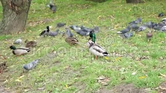 灰城的鸽子和野鸭在公园里喂面包视频