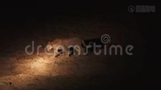 豹在车前行走的夜间镜头视频