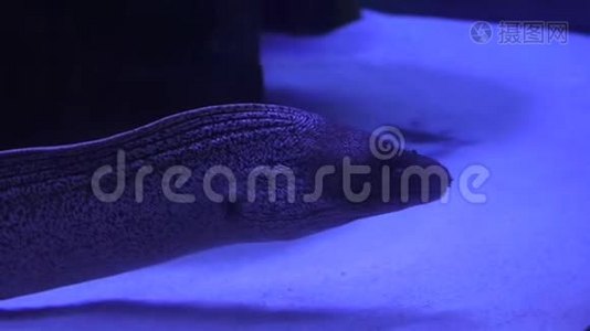 在暗水中的水族馆里，一条莫雷鳗在水下游泳的特写镜头。视频