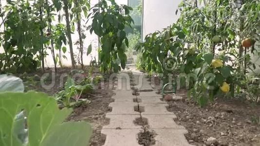 全高清分辨率视频温室番茄灌木与绿色和红色番茄在其中。 生态农业园视频