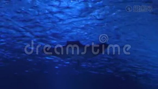 在水族馆里的蓝色水中闪烁着微笑。 蓝色海洋中美丽的黄貂鱼。视频