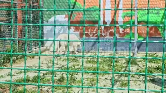 野生大白虎走在大动物园笼子里视频