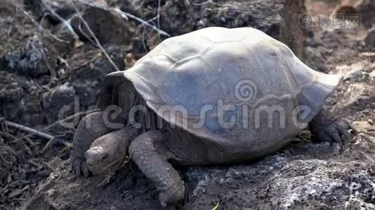 厄瓜多尔加拉帕戈斯西莫尔岛-2019-06-20-成年乌龟抬起头视频
