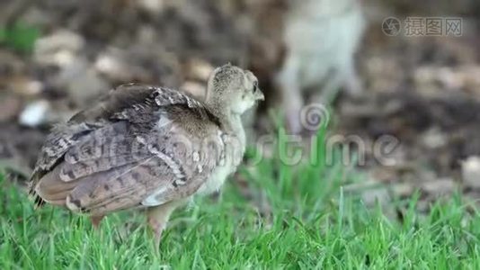 草地上孔雀宝宝特写镜头视频