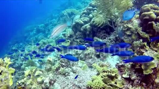 一条蓝色的鱼漂浮在礁石上搜索岩石视频