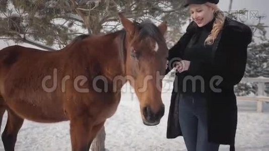 漂亮的微笑女人抚摸着站在冬季牧场的可爱的马的枪口。视频