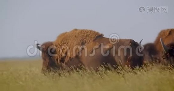 国家公园草地上大型野牛吃草的特写镜头视频