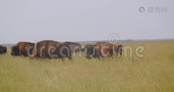 国家公园草地上大型野牛的特写镜头视频