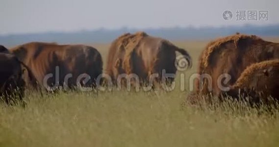 在国家保护区的草地上散步的大型野牛特写镜头视频