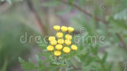 风中野花的黄色花朵视频