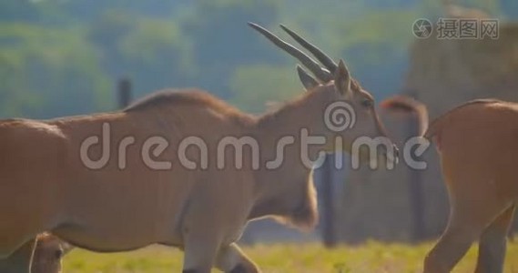 夏天在国家公园散步的美丽羚羊的拍摄视频