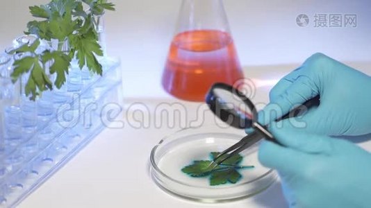 女生物化学家用放大镜检查植物叶片视频