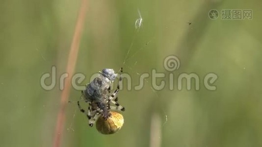 四个斑点Orb-Weaver/田鼠/蜘蛛咬和襁褓一只苍蝇视频