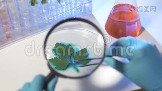 女生物化学家用放大镜检查植物叶片视频