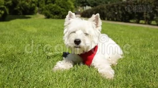 可爱的小狗西兰白里英在草地上享受日光浴。 夏日时光。 红色皮带。 视频视频