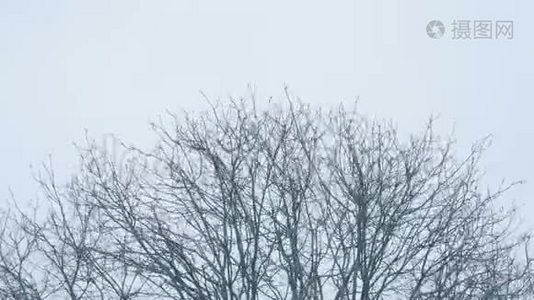 冬天的树顶视频