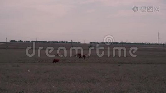 奶牛在一片大草地上放牧视频