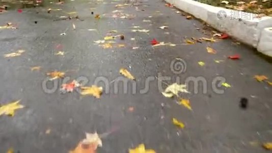 雨后公园里落叶的小巷视频