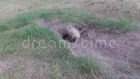 地鼠在洞附近吃玉米棒视频