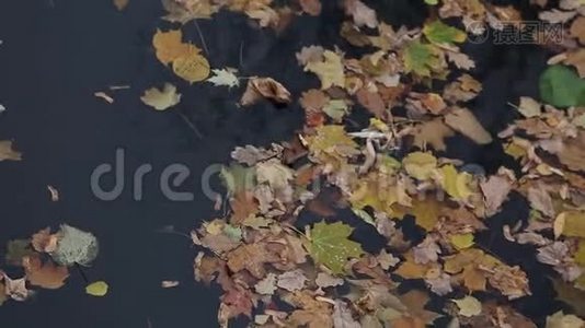 秋天的树叶在水面上.视频