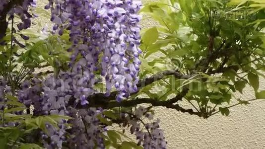 春天的葡萄树上挂着甜紫藤视频