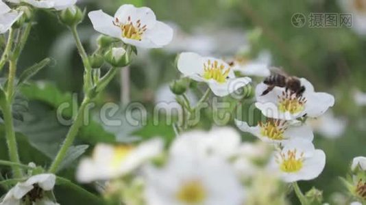 蜜蜂飞过白色的春花，给它们授粉视频