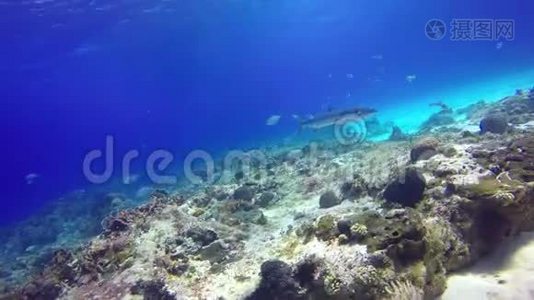 一条大梭鱼漂浮在珊瑚礁上。视频