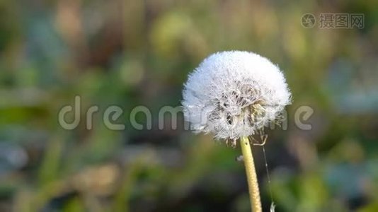 秋天的冷冻植物视频